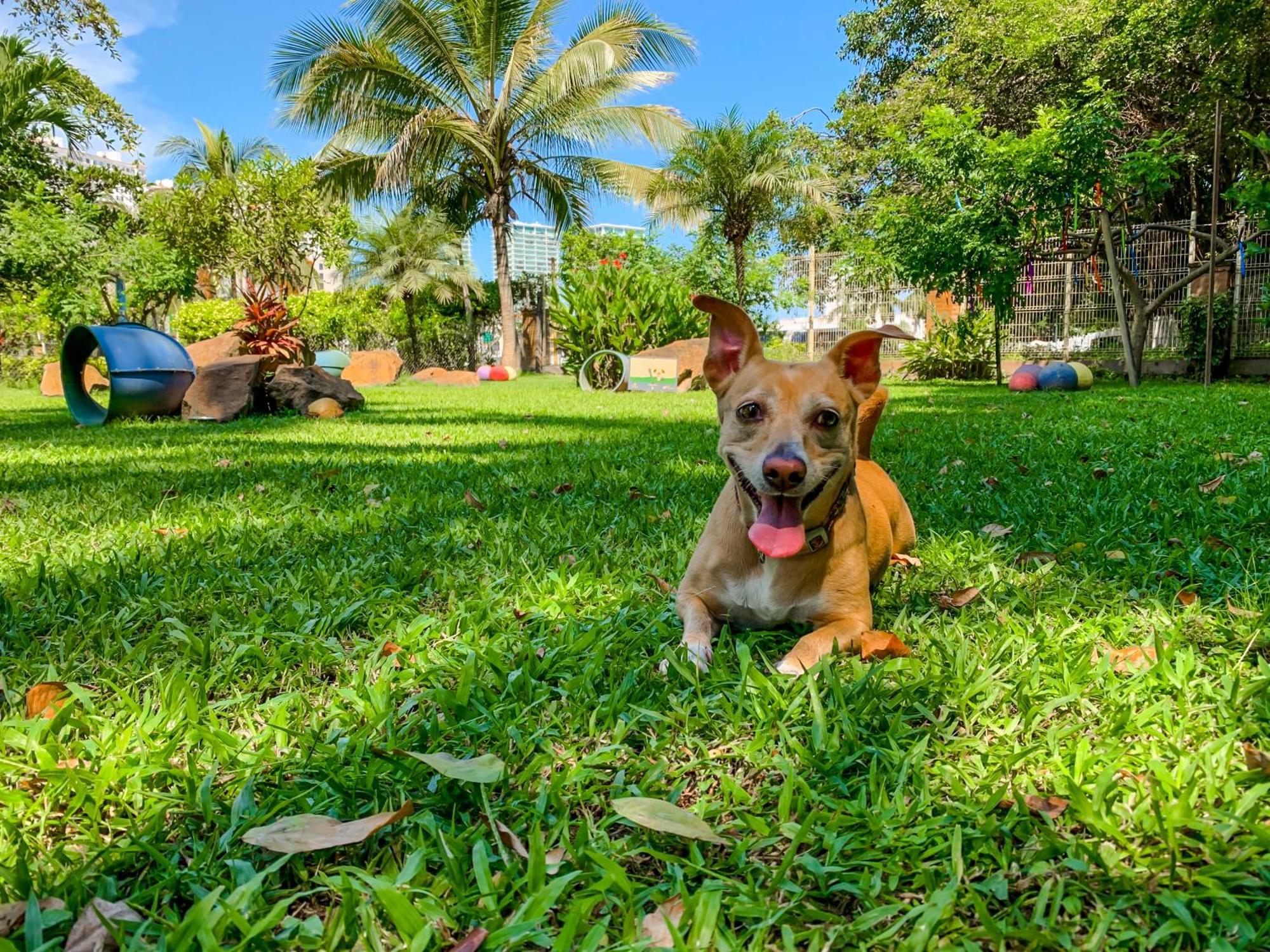 Puerto De Luna Pet Friendly And Family Suites Puerto Vallarta Exterior photo